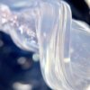 DARK PolyGel Clear 01 (баночка), 30 мл